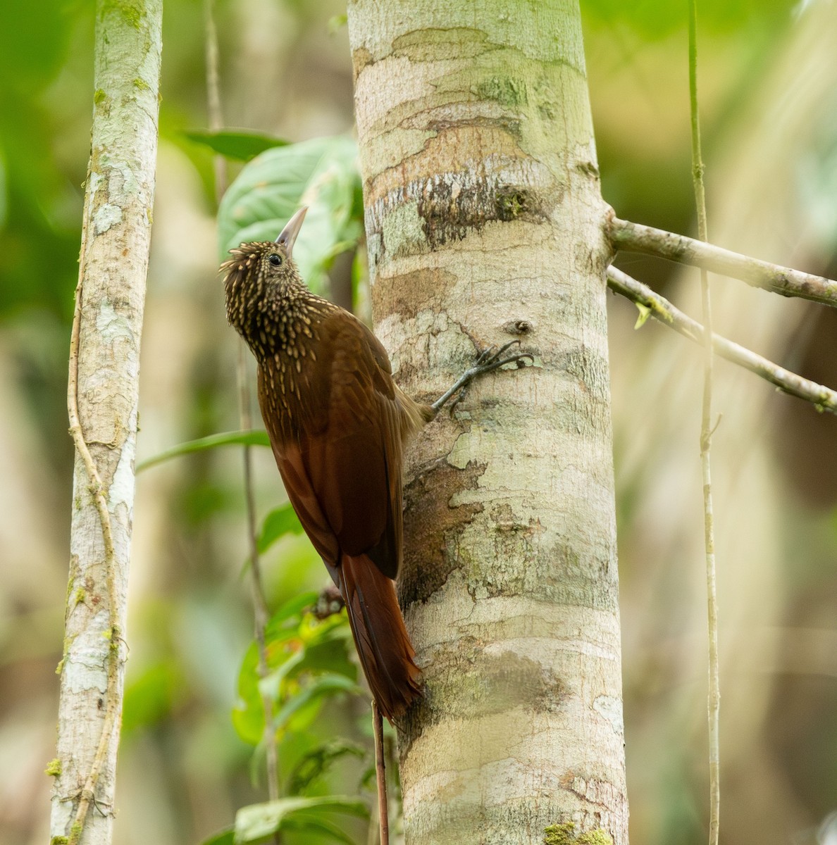 Striped Woodcreeper - ML615368399