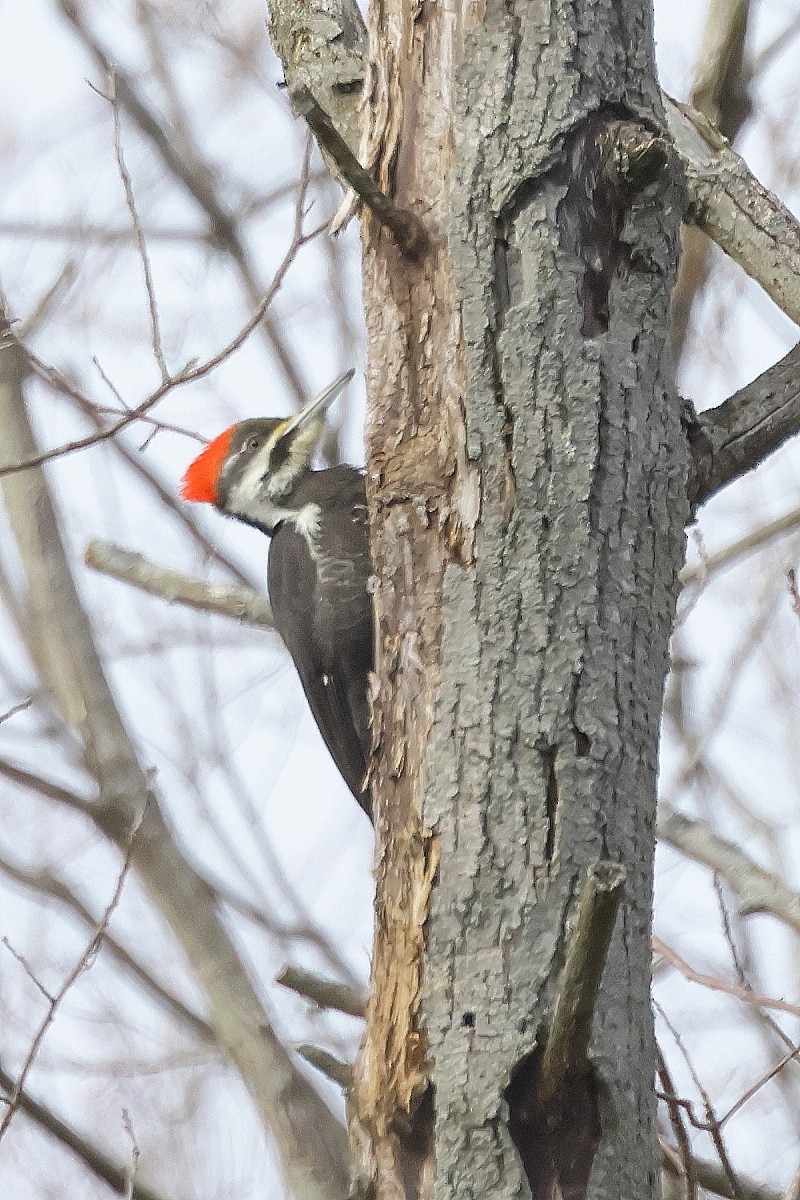 Pileated Woodpecker - ML615368416