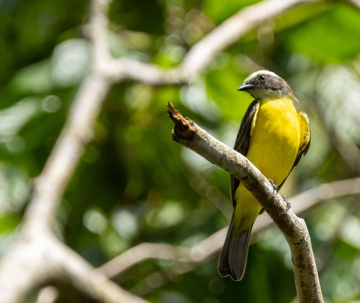 Social Flycatcher - ML615368426