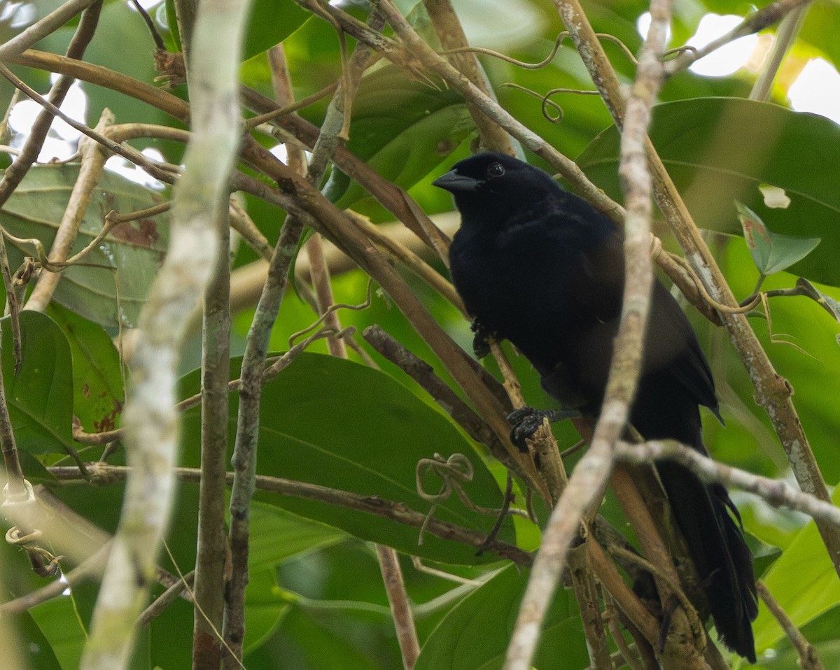 Velvet-fronted Grackle - ML615368466