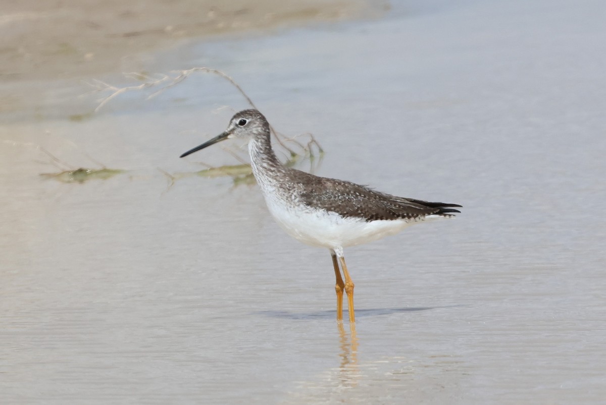 Greater Yellowlegs - ML615368474