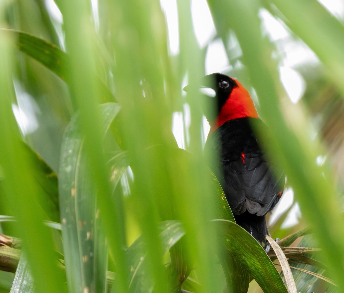 Masked Crimson Tanager - ML615368487