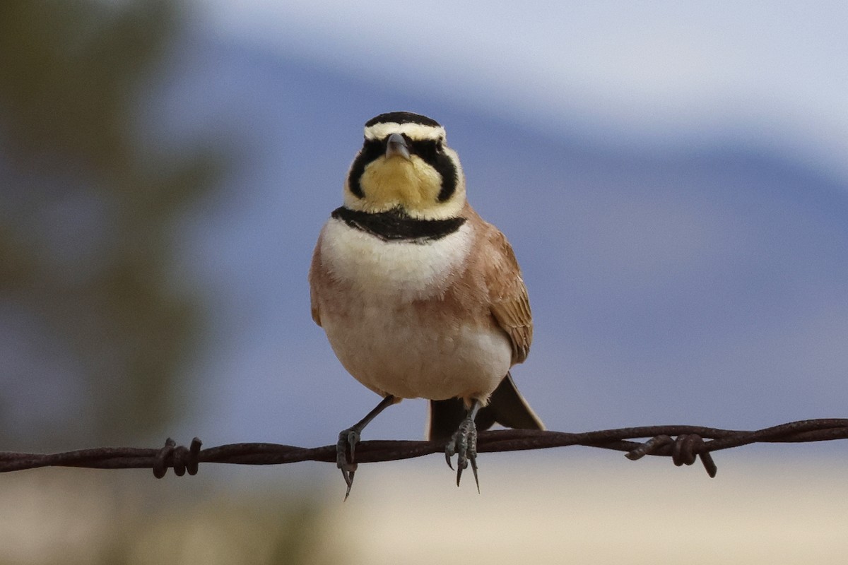 Horned Lark - ML615368573