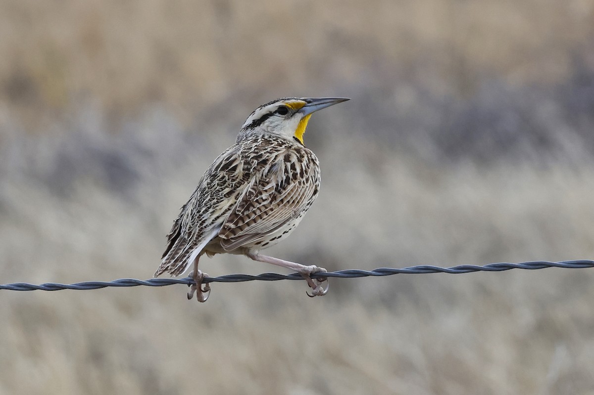 Chihuahuan Meadowlark - Paul Prappas