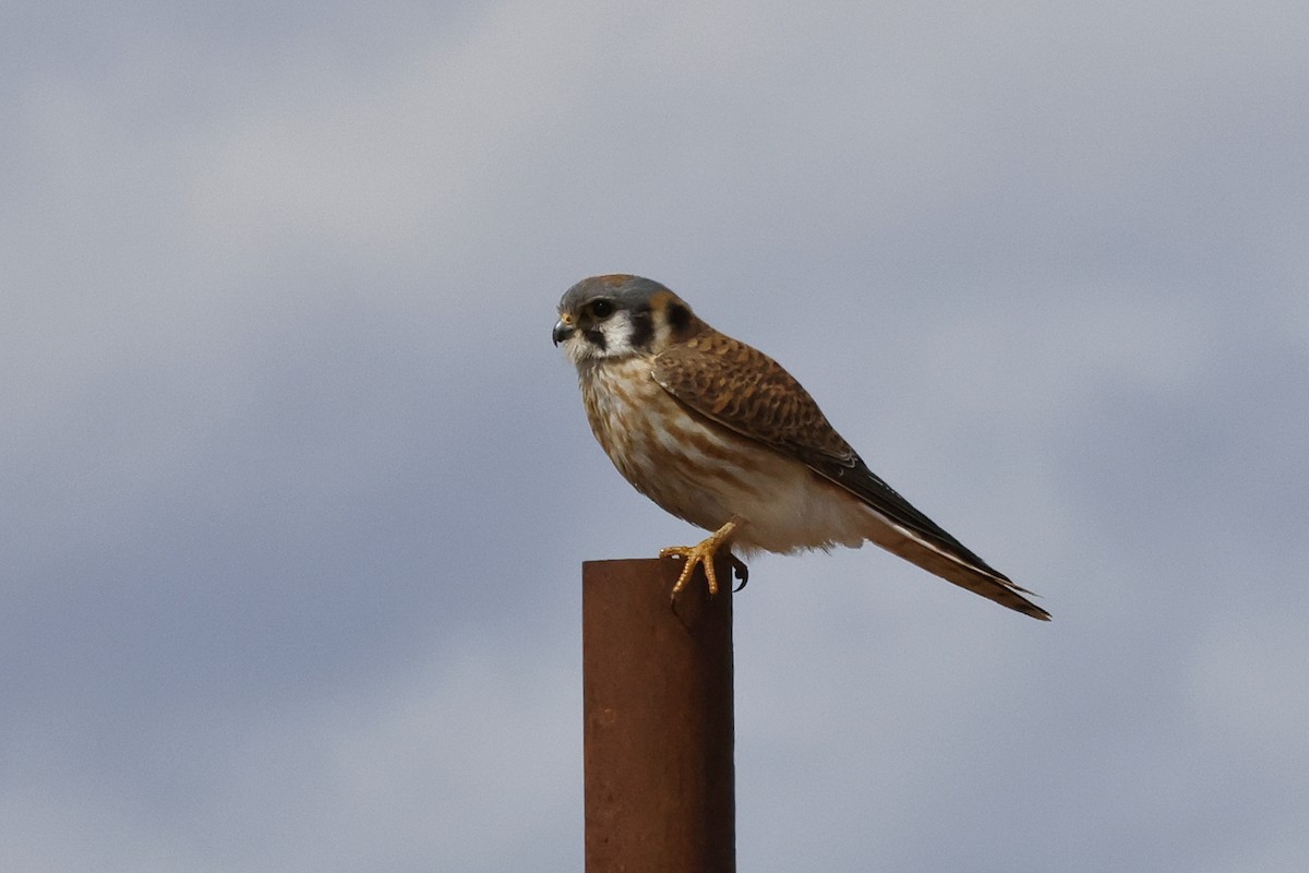 American Kestrel - ML615368588