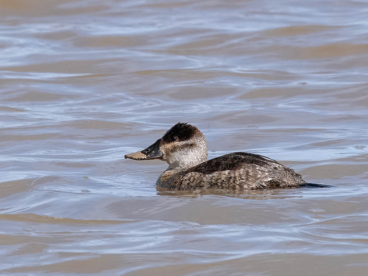 Ruddy Duck - Tonya Freeman