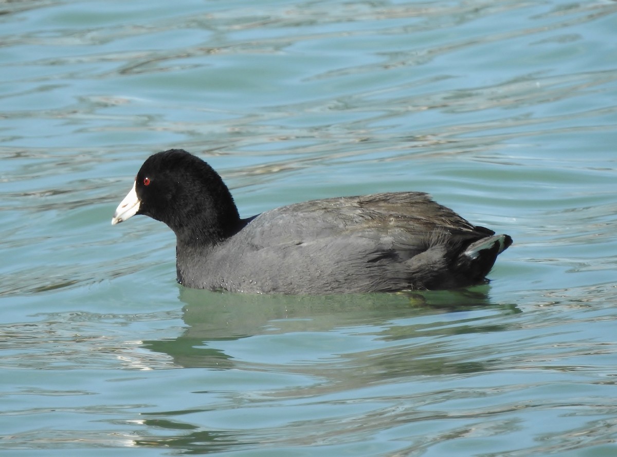 American Coot - ML615368603