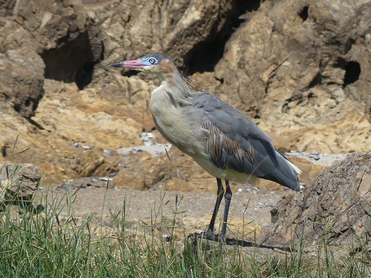 Whistling Heron - ML615368635