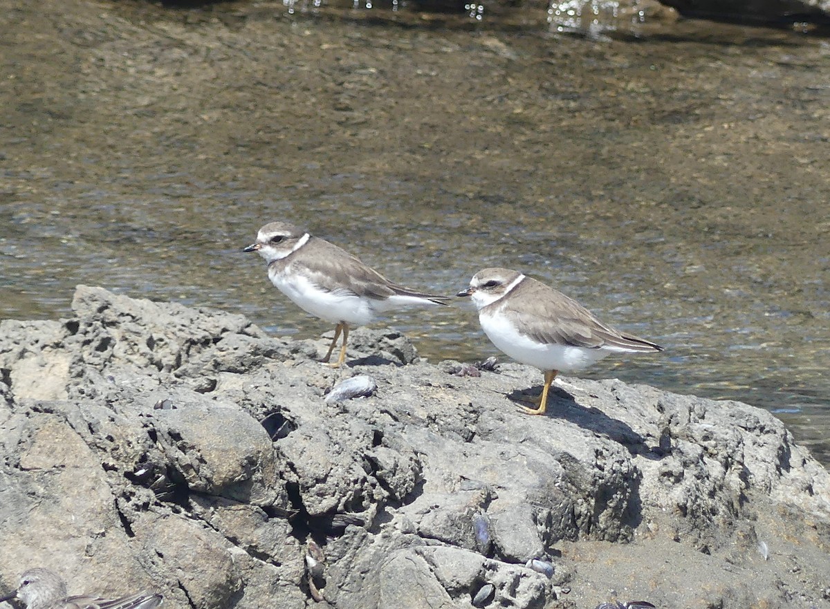 Semipalmated Plover - Fernando Vilariño