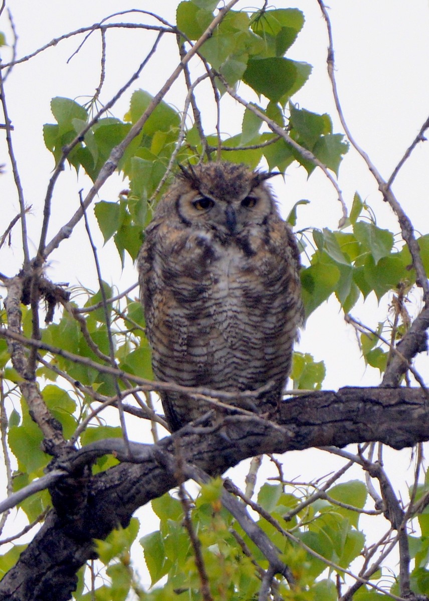 Great Horned Owl - ML615368658