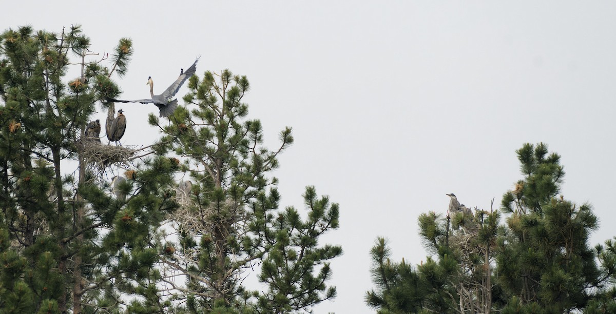 Great Blue Heron - ML615368691