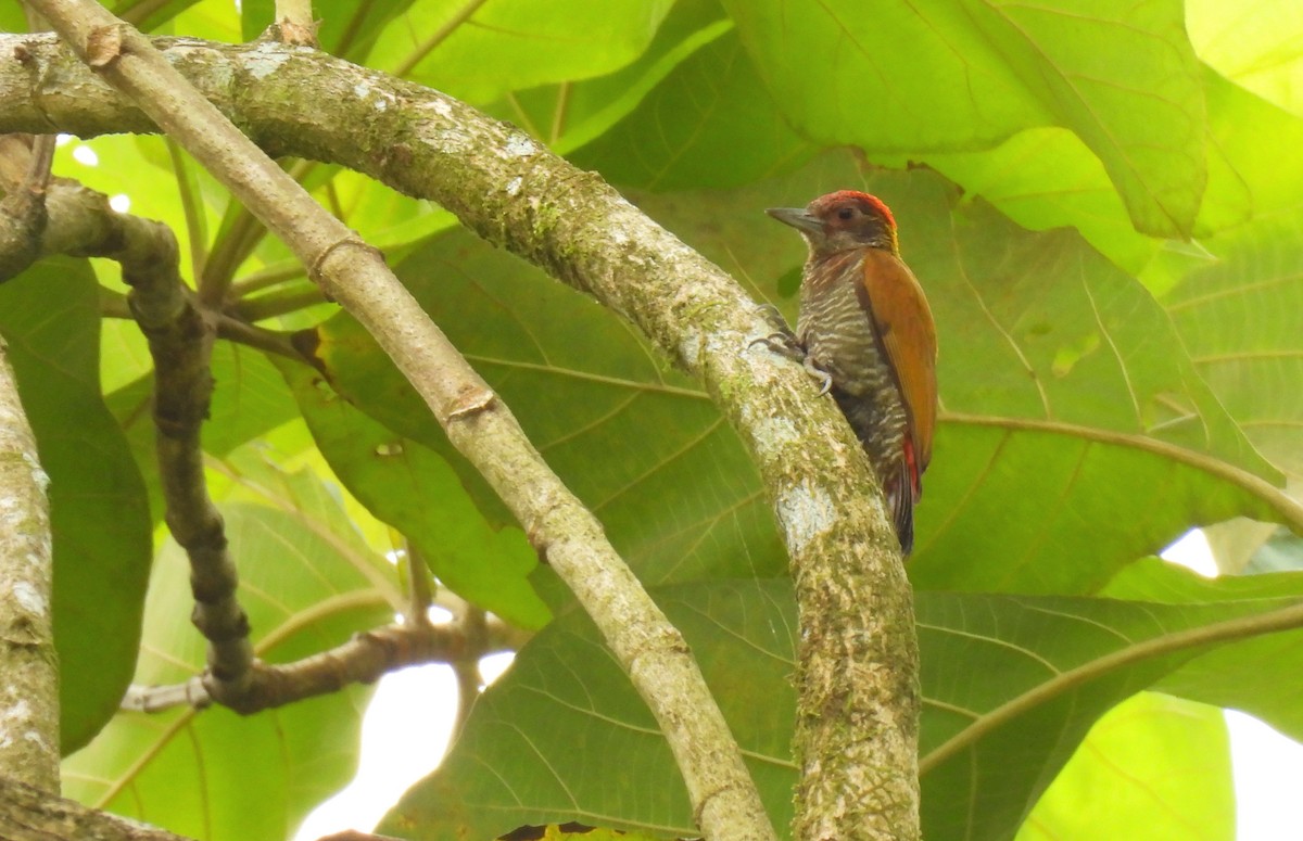 Red-rumped Woodpecker - ML615368701