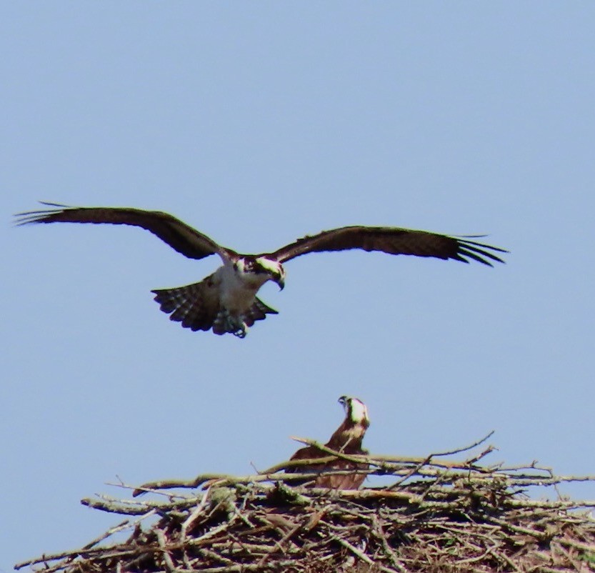 Osprey - Kathie Kent