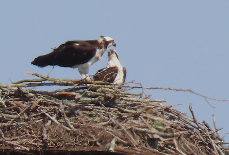 Osprey - Kathie Kent