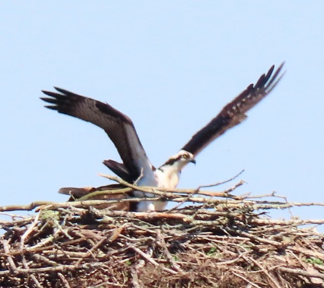 Osprey - Kathie Kent