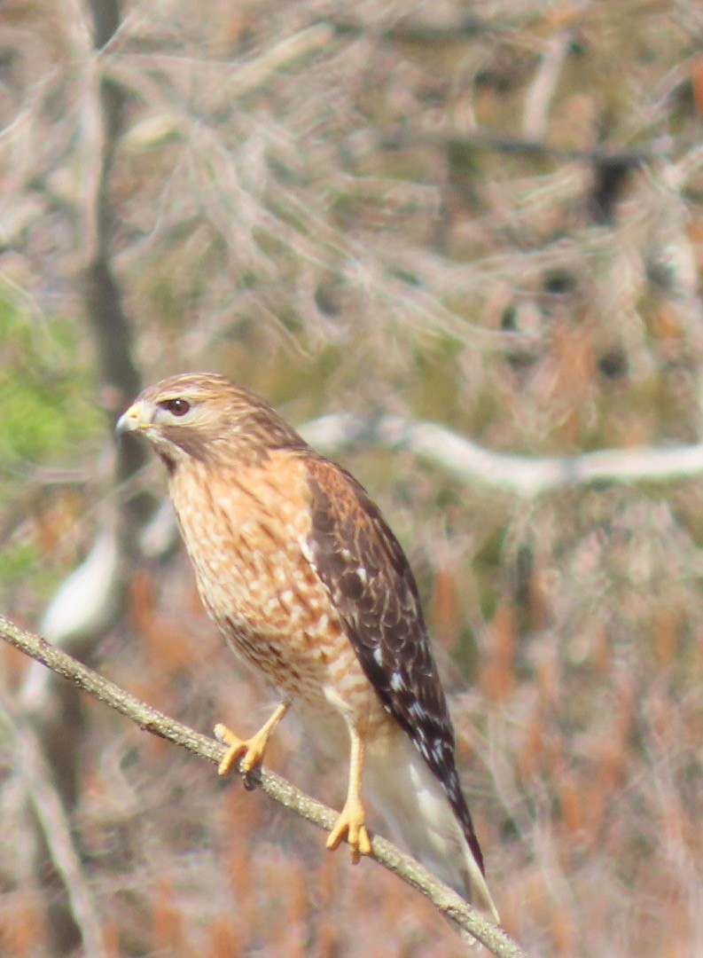 Red-shouldered Hawk - Kathie Kent