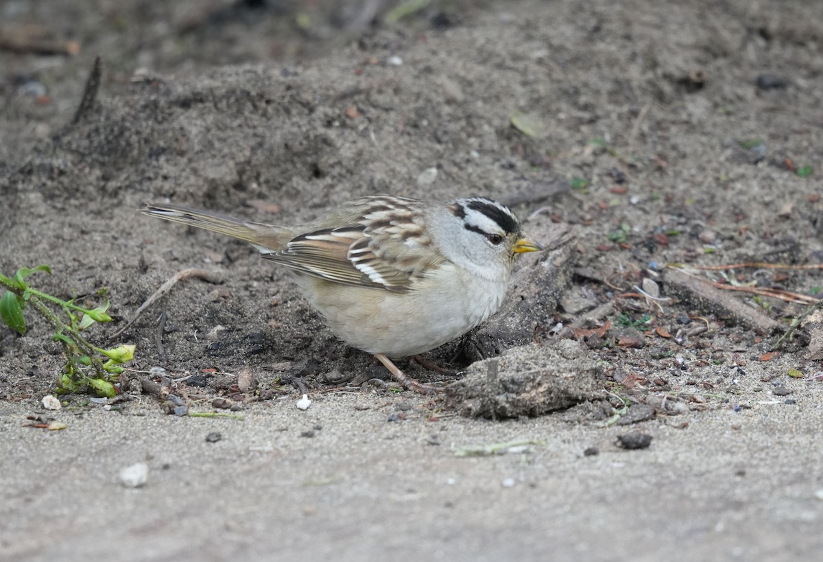 White-crowned Sparrow - ML615368793