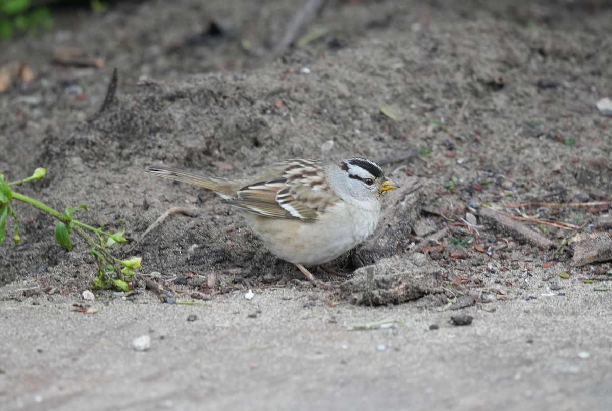 White-crowned Sparrow - ML615368794