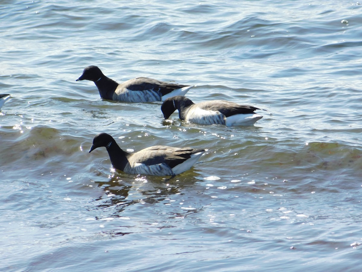 Brant - ML615368847