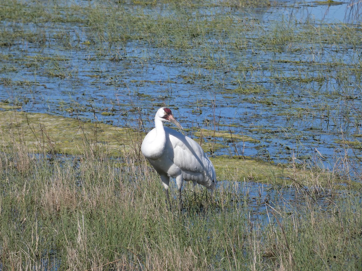 Whooping Crane - Kirra Loves Cats