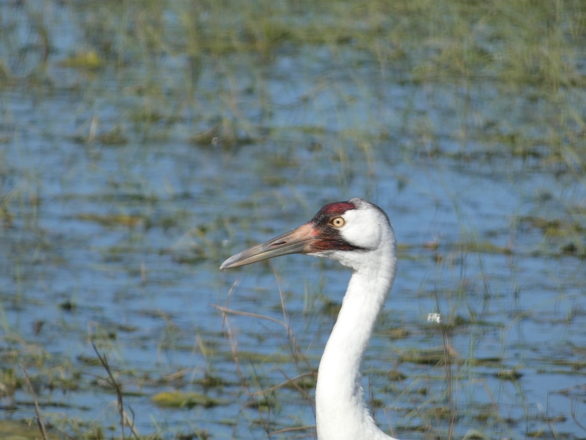 Whooping Crane - Kirra Loves Cats