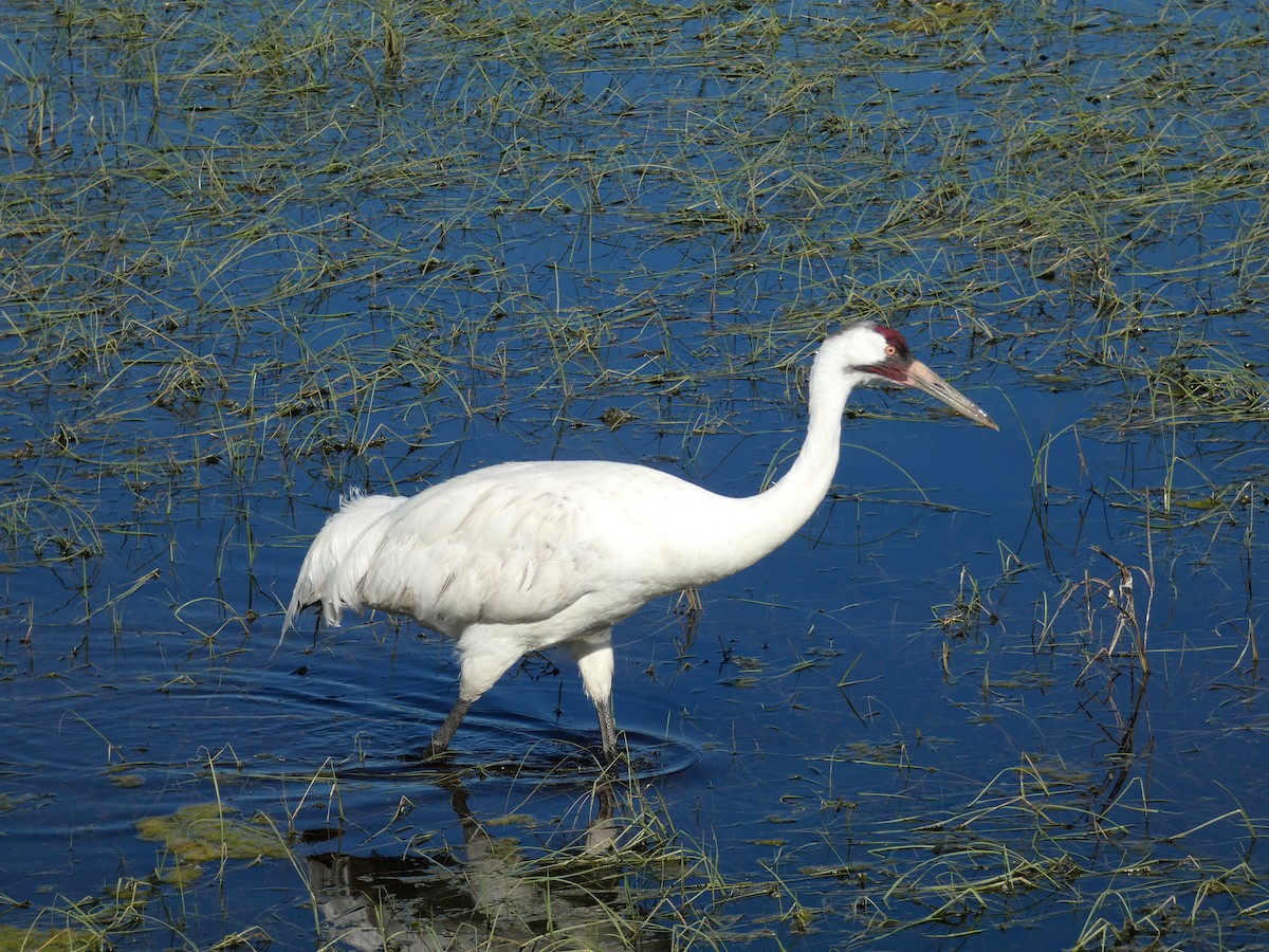 Whooping Crane - ML615368870