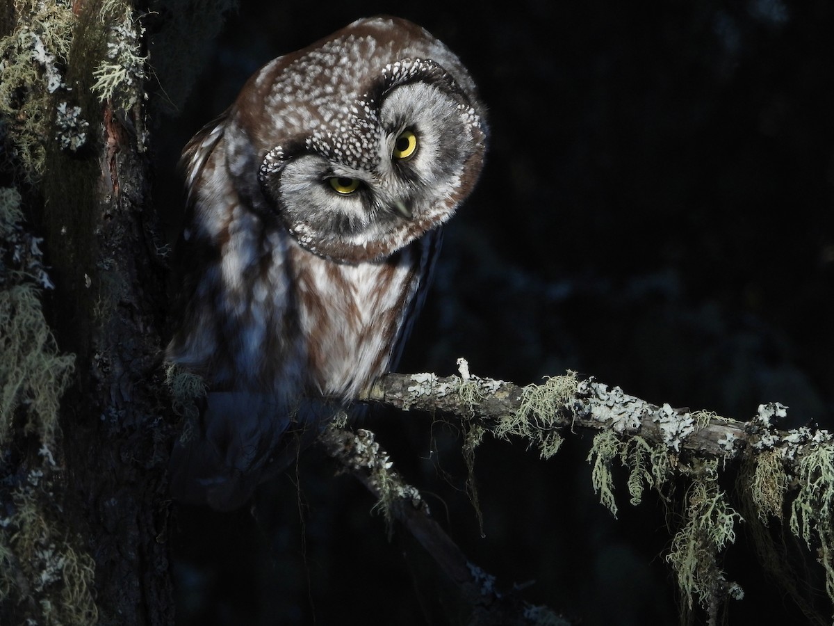 Boreal Owl - Gerald Frost