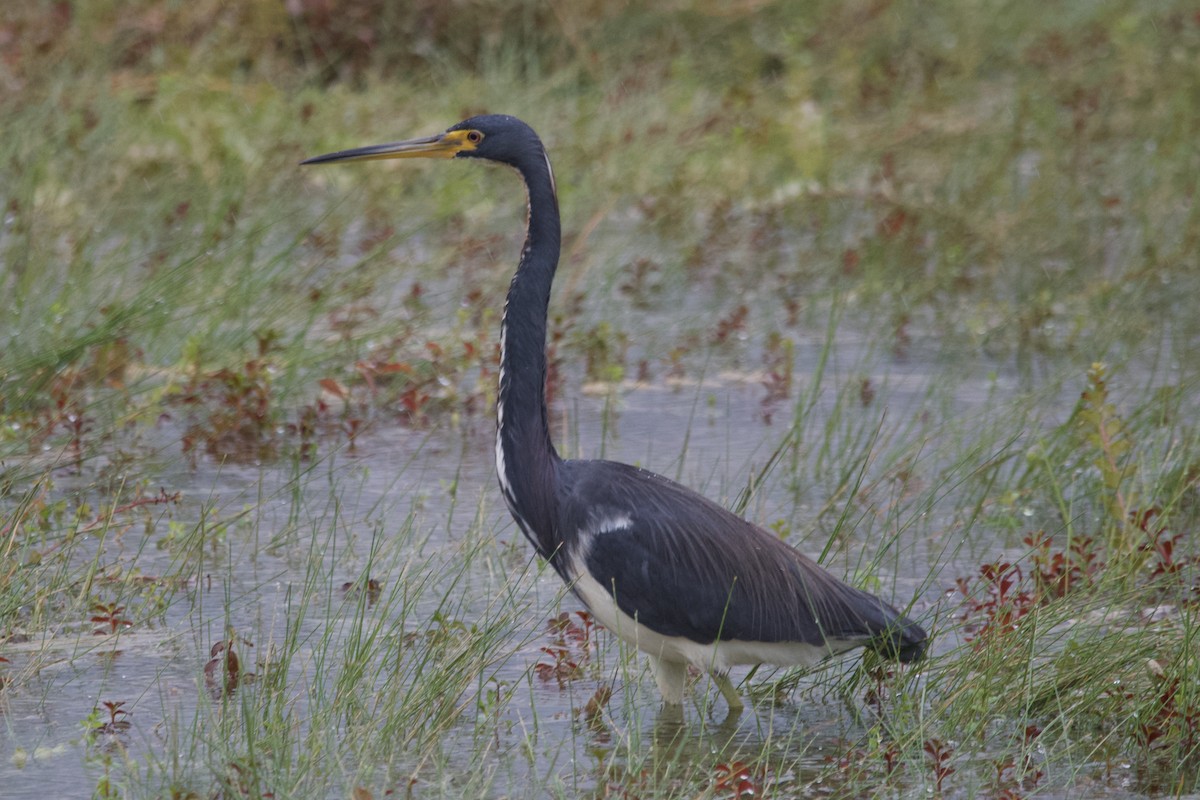 Tricolored Heron - ML615368956