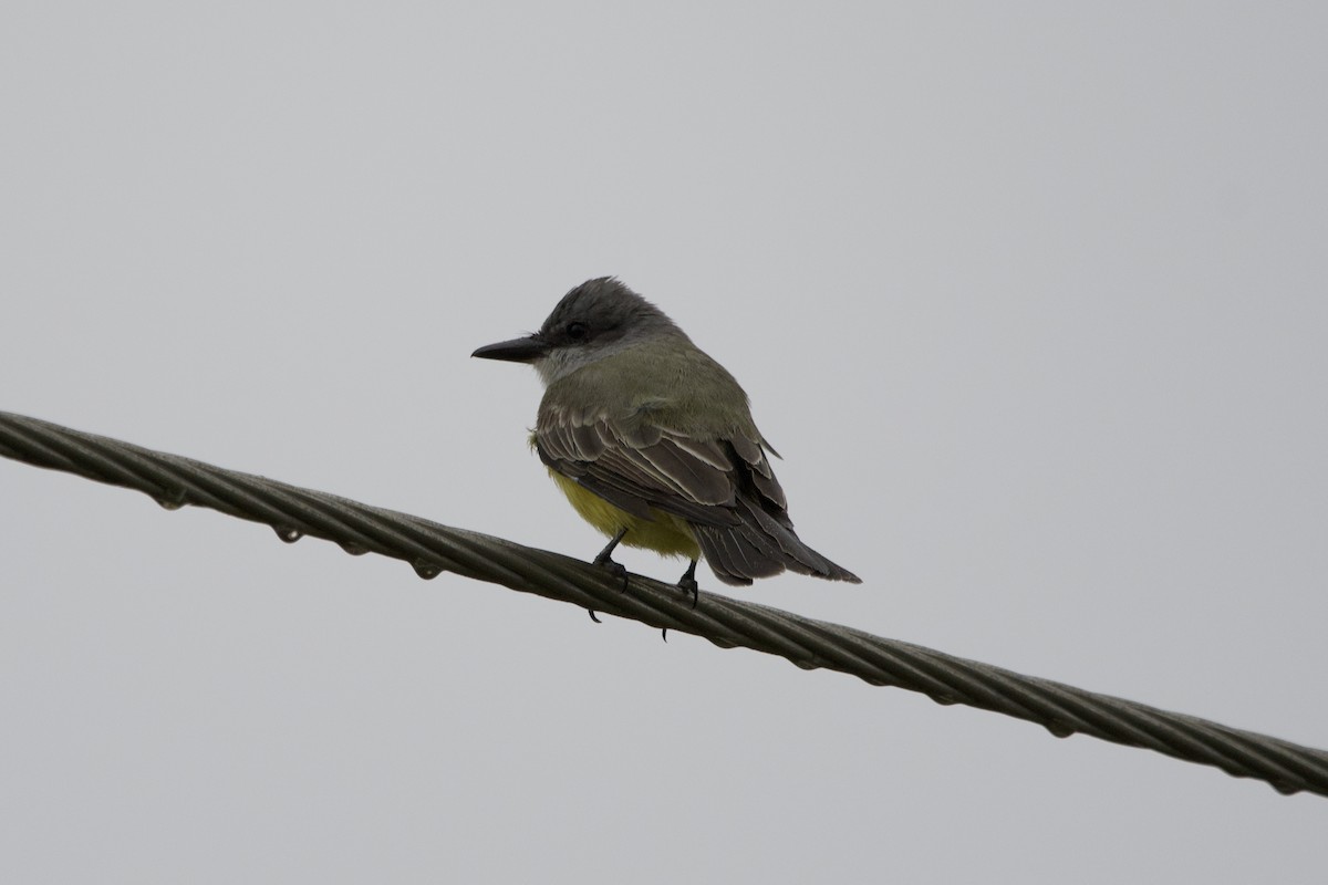 Tropical Kingbird - ML615369015