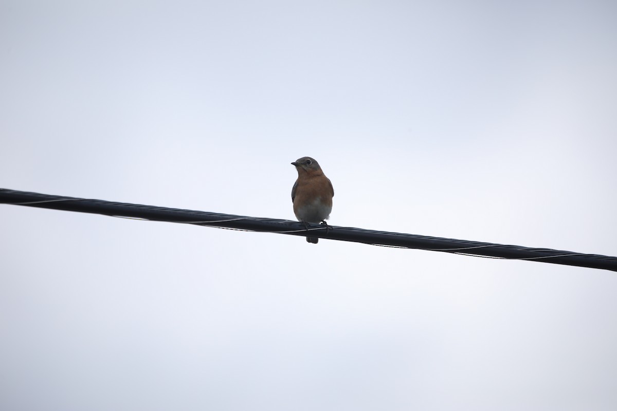 Eastern Bluebird - Jason Hedges