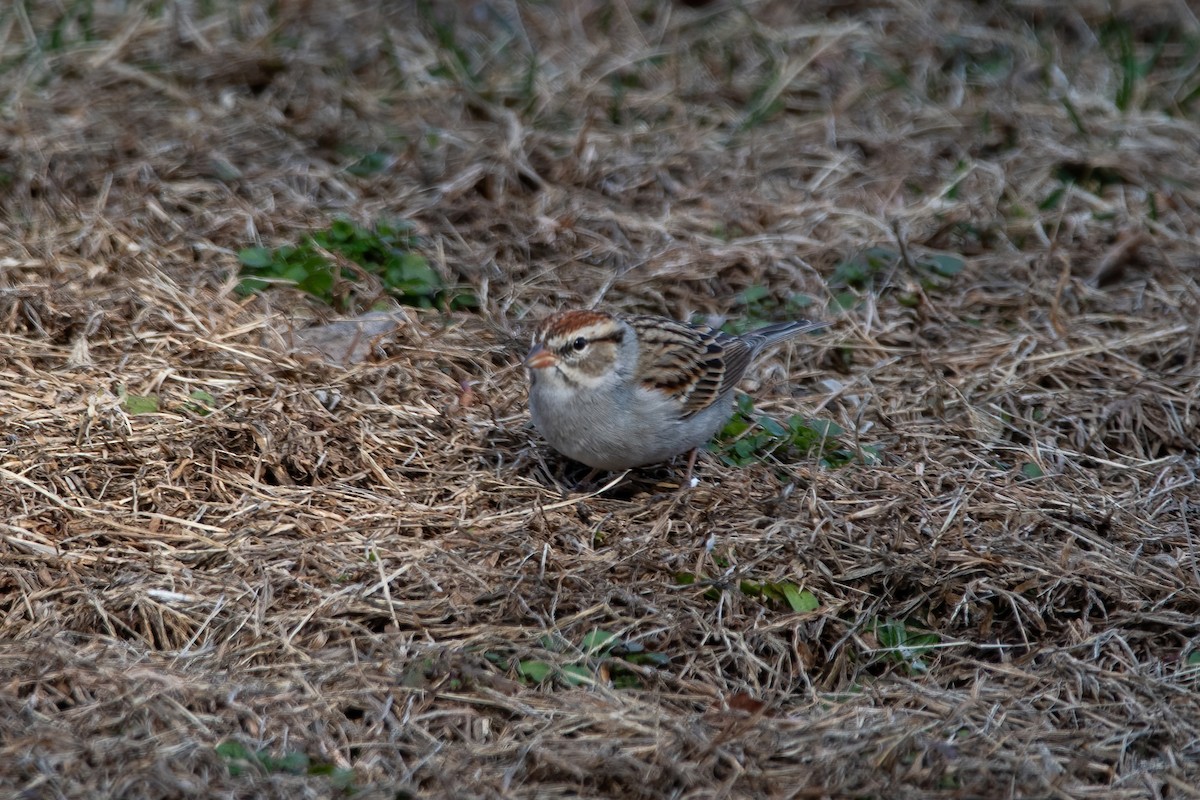 Chipping Sparrow - ML615369082