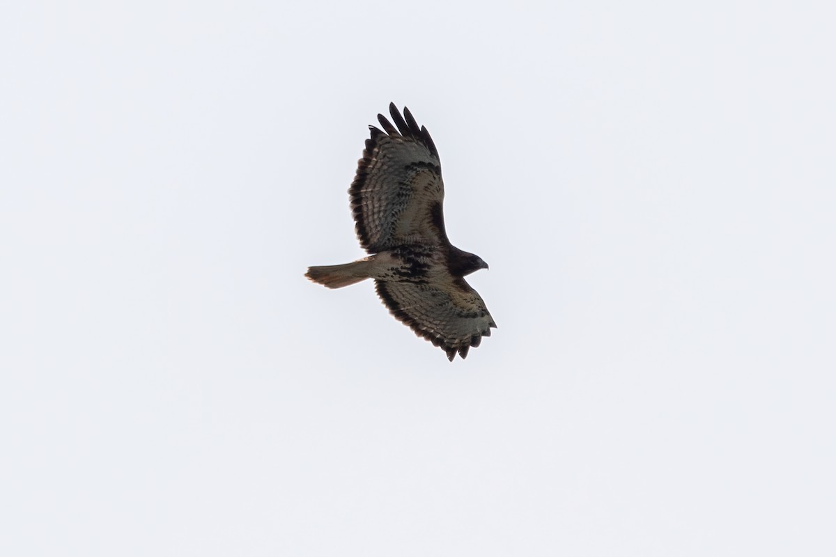 Red-tailed Hawk - ML615369096