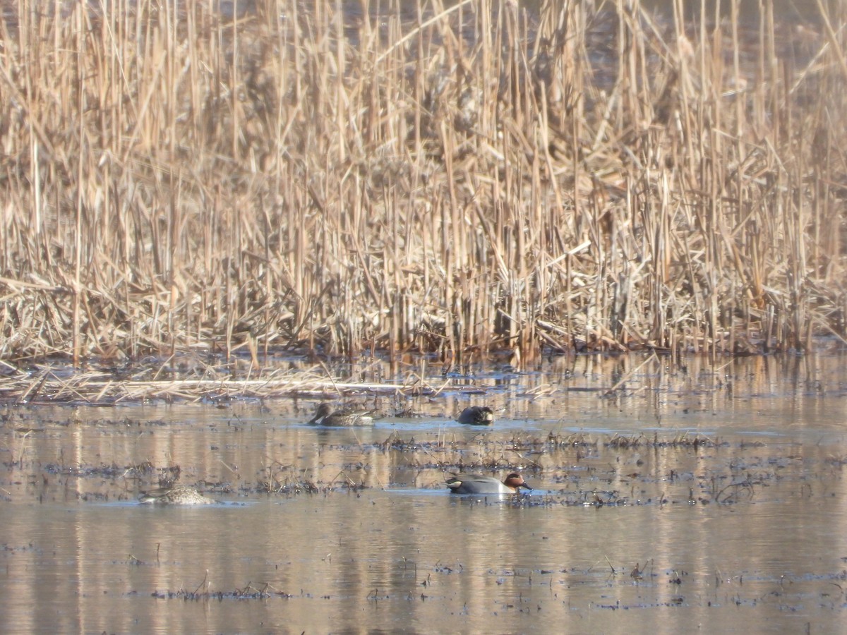 Ногоохон нугас - ML615369113