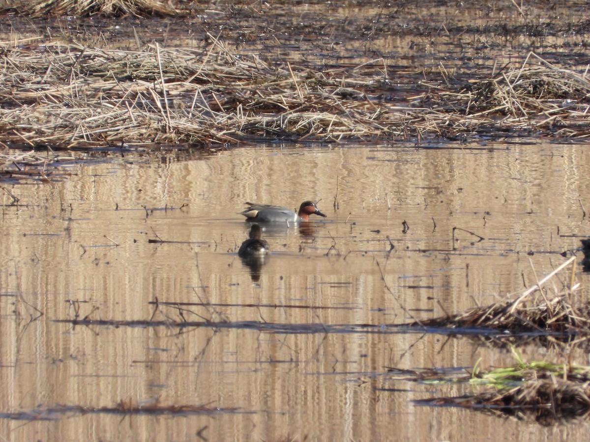 Ногоохон нугас - ML615369114
