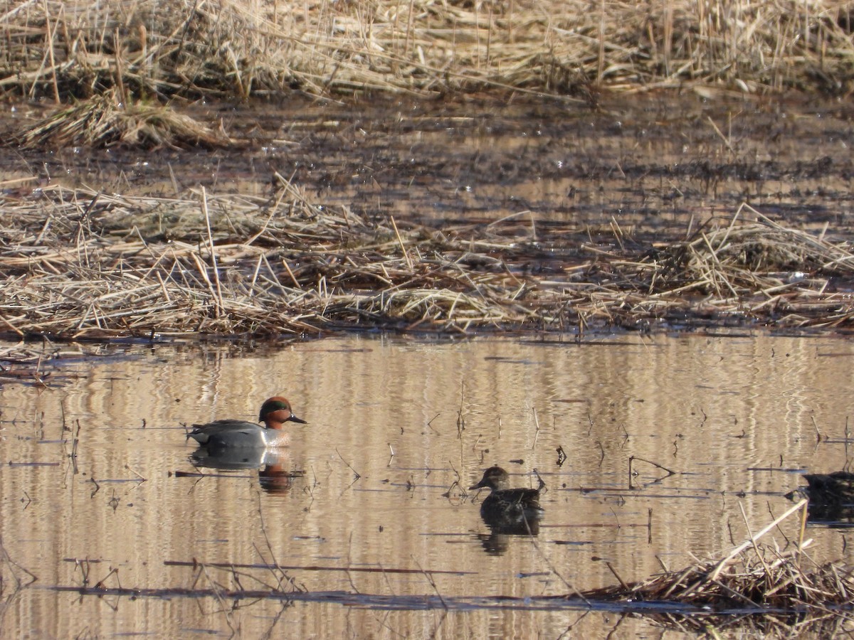 Ногоохон нугас - ML615369115
