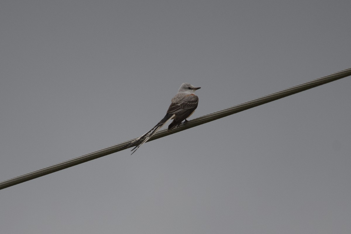 Scissor-tailed Flycatcher - ML615369122