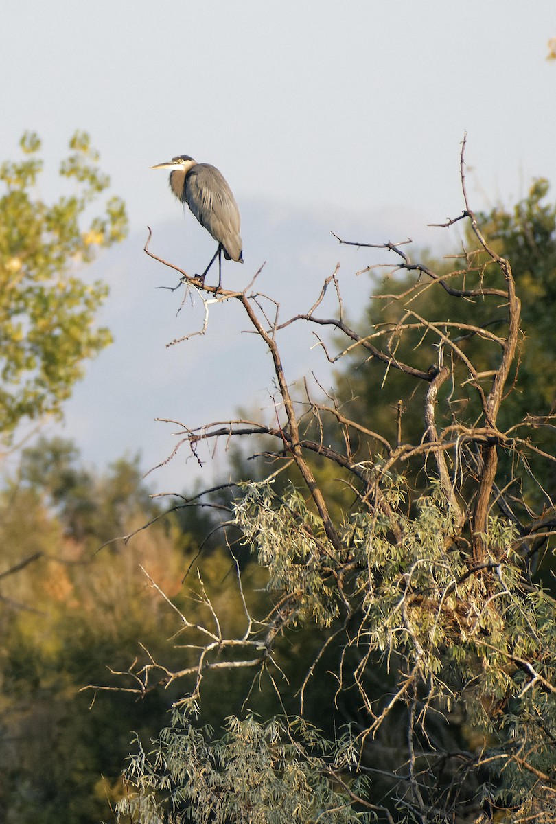 Great Blue Heron - ML615369134