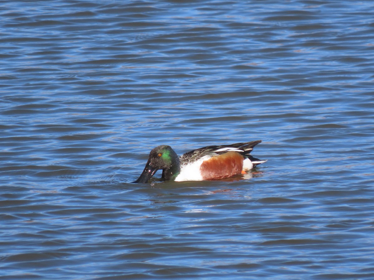 Northern Shoveler - ML615369159