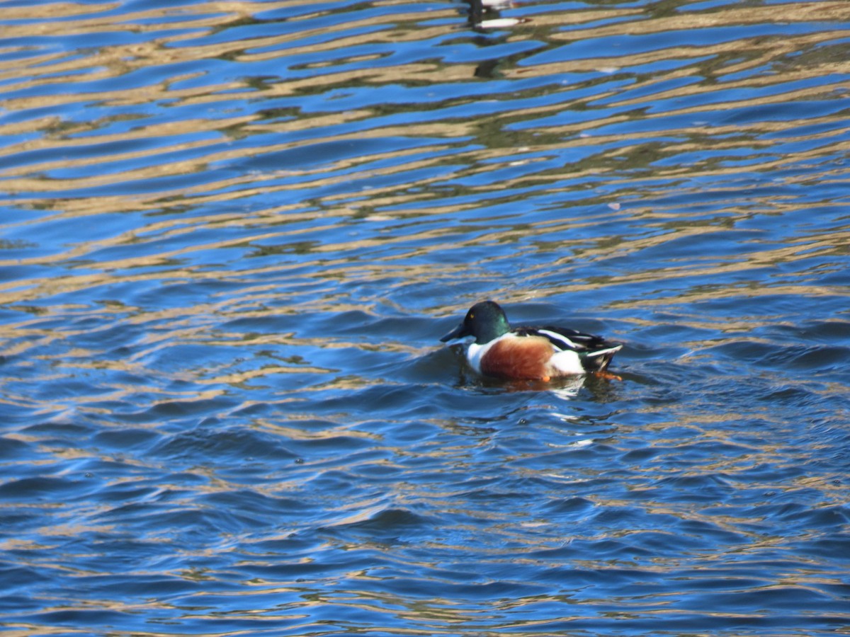 Northern Shoveler - ML615369160