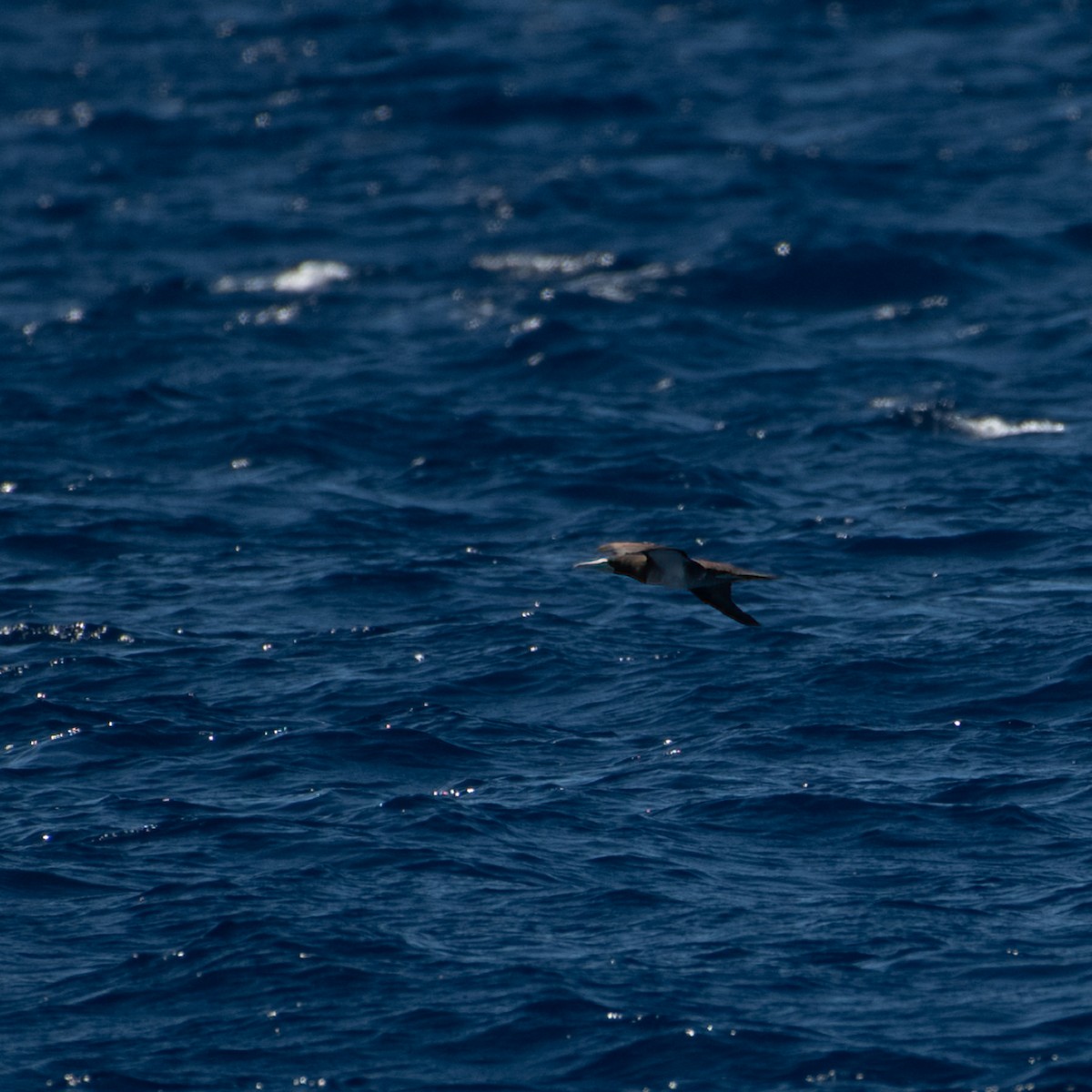 Brown Booby - ML615369168