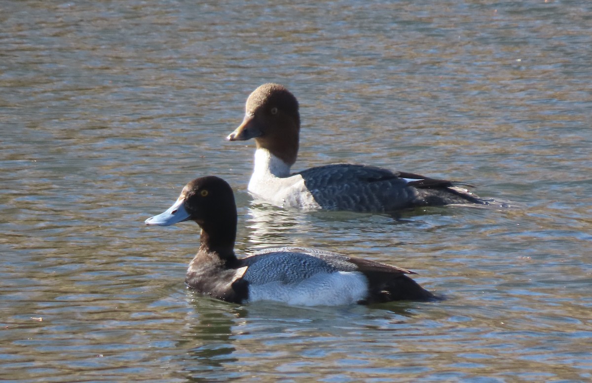 Lesser Scaup - ML615369176