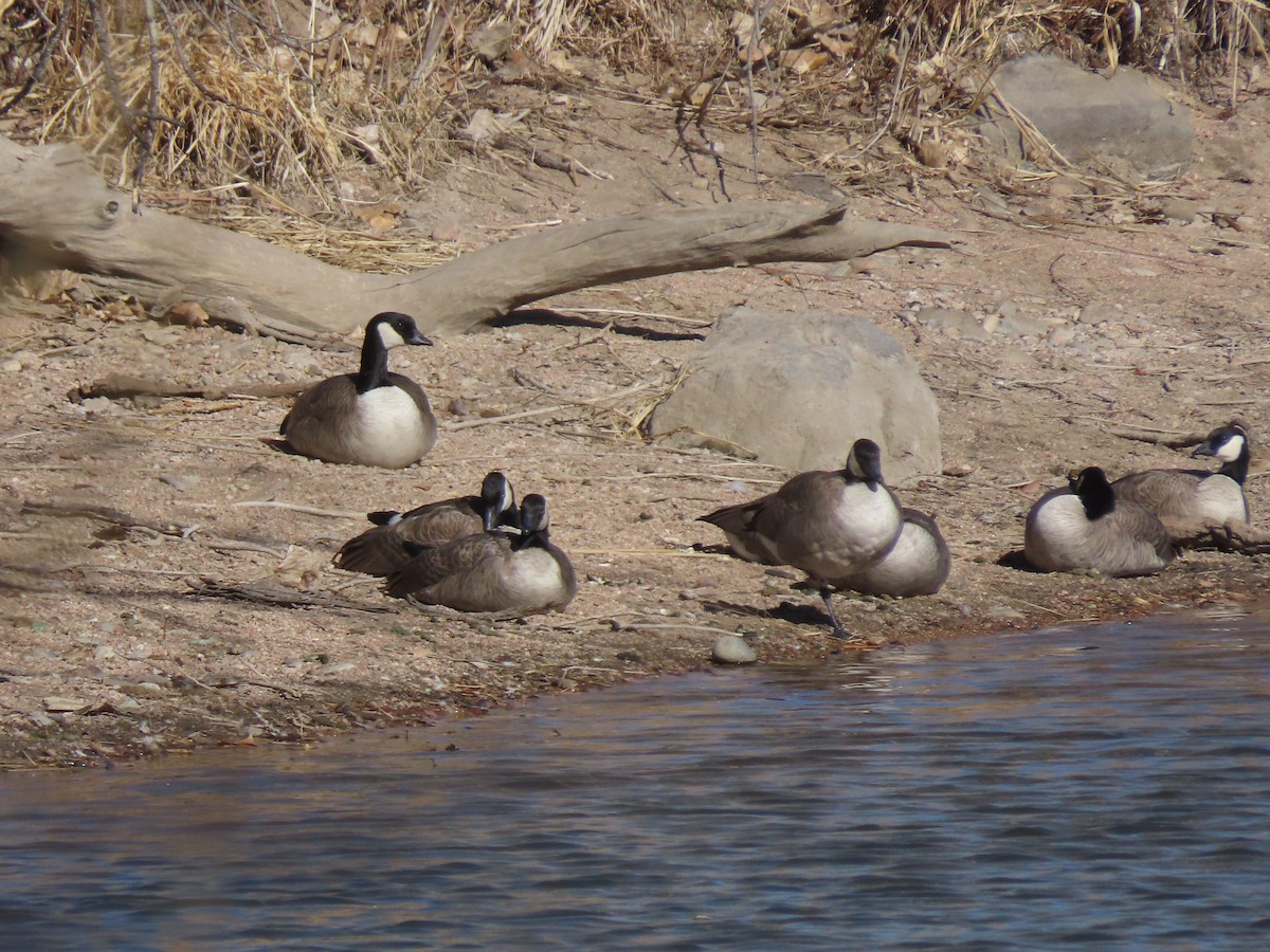 Cackling Goose - ML615369198