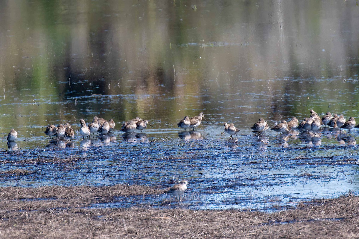 Long-billed Dowitcher - ML615369220