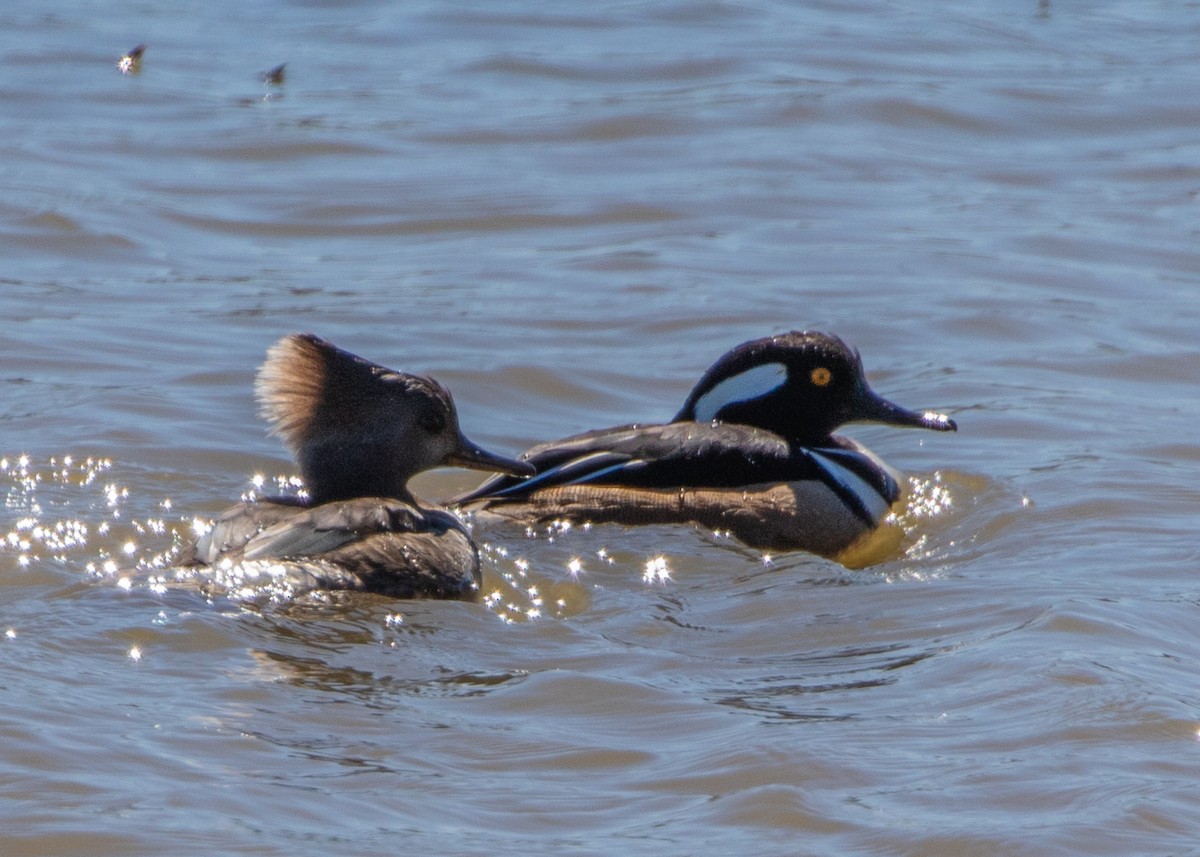 Hooded Merganser - ML615369242