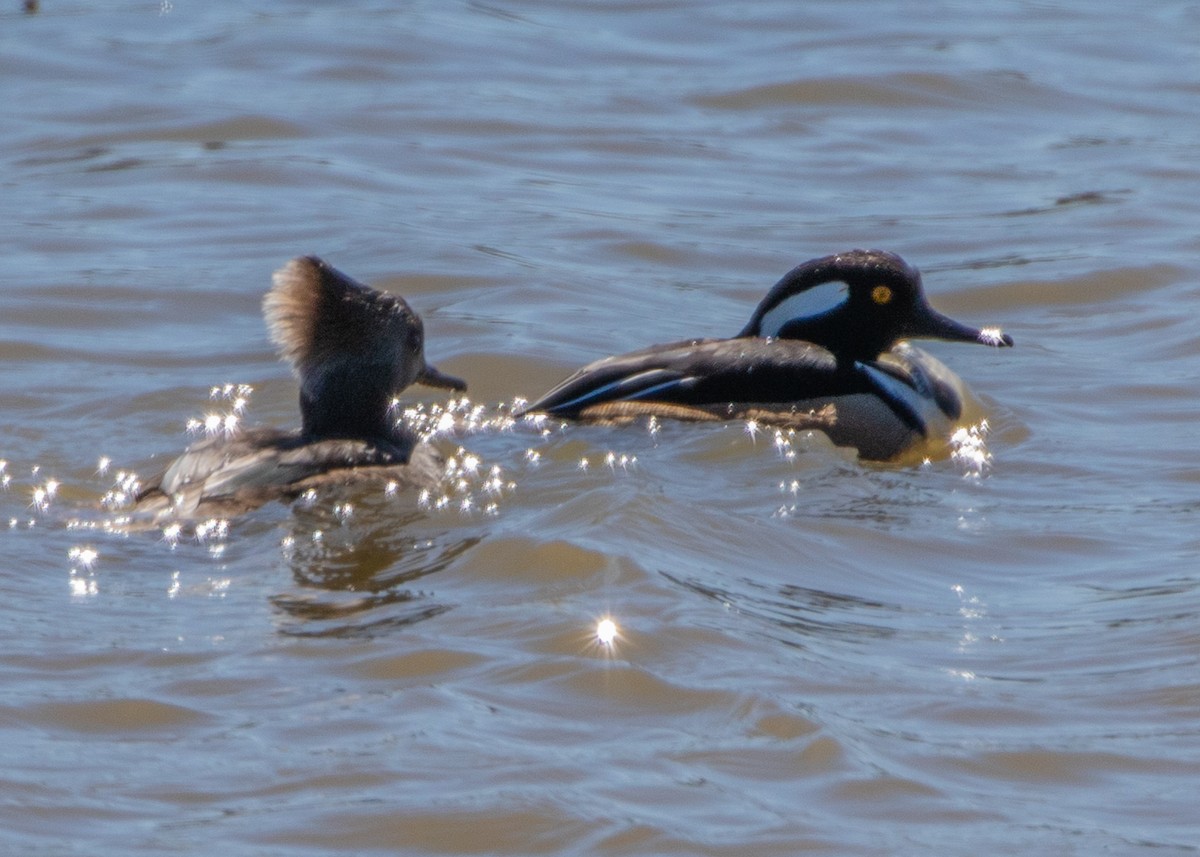 Hooded Merganser - ML615369243