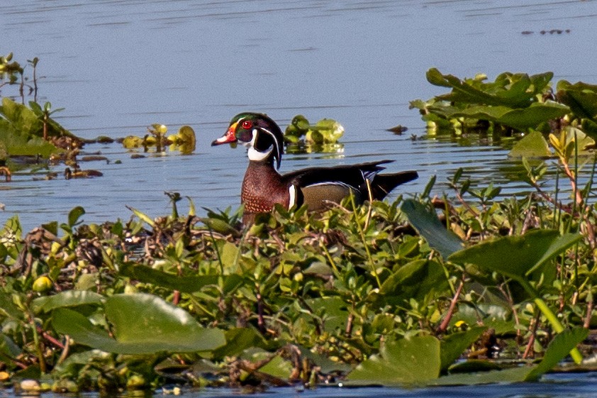 Wood Duck - ML615369354