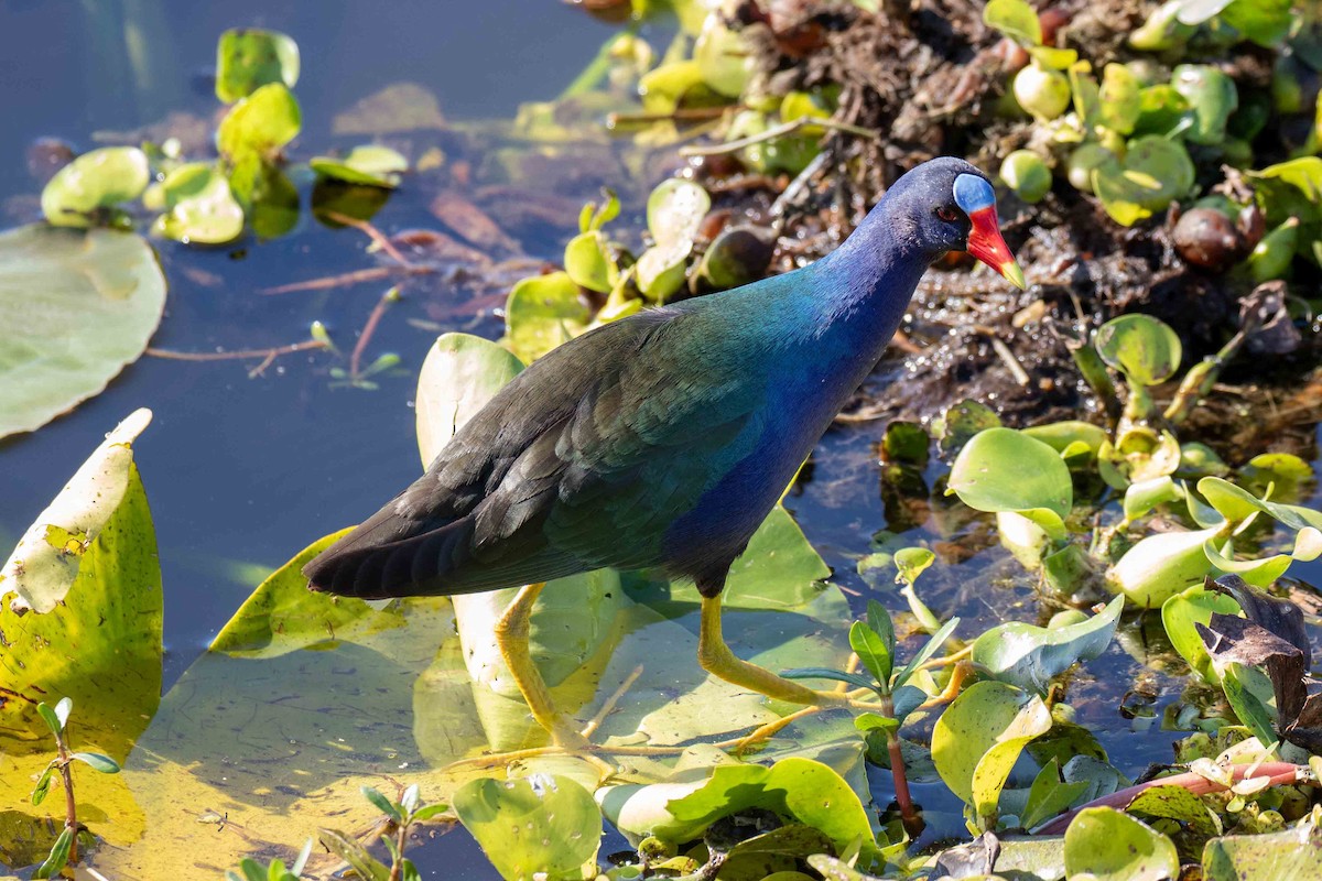 Purple Gallinule - Judy Ferris