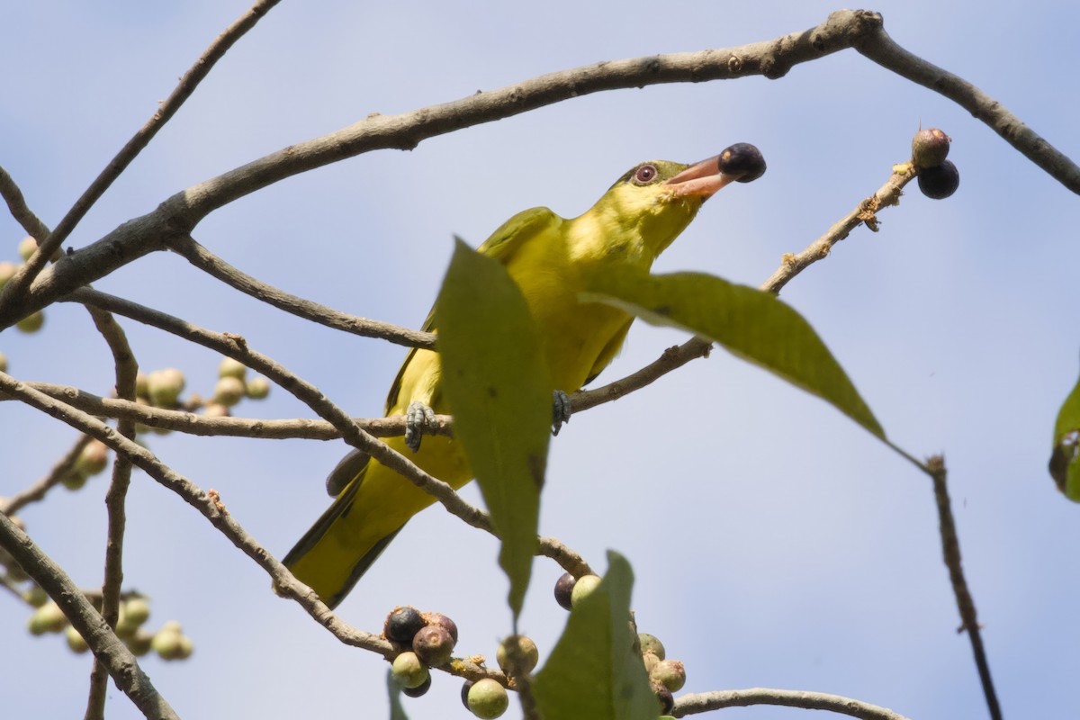 Black-naped Oriole - Stan Lilley