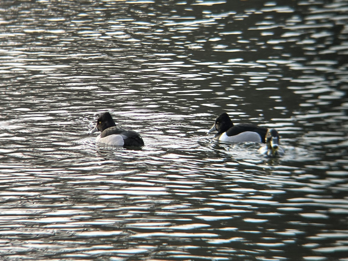 Ring-necked Duck - ML615369472