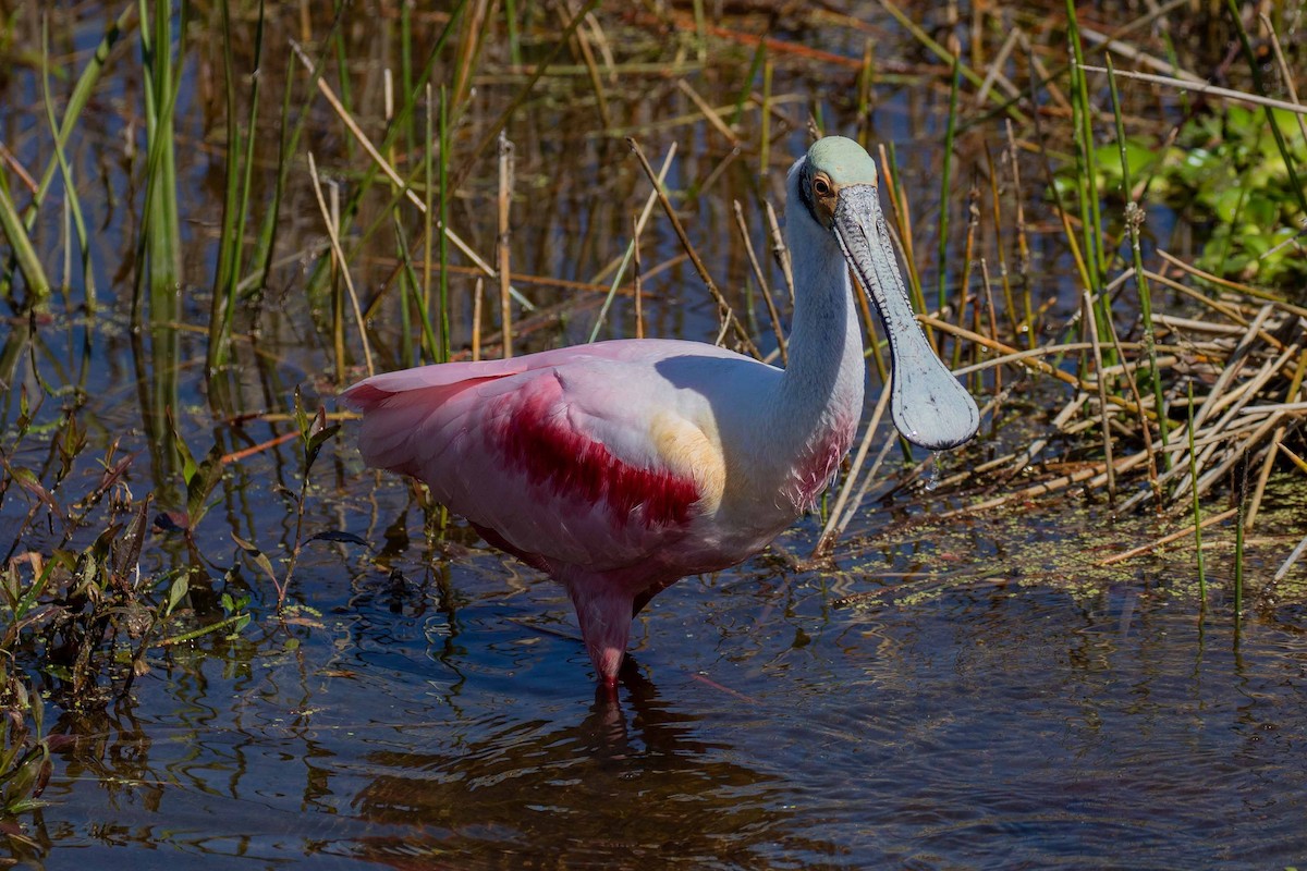 Roseate Spoonbill - ML615369519